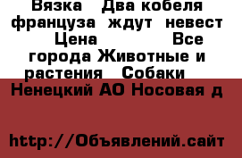  Вязка ! Два кобеля француза ,ждут  невест.. › Цена ­ 11 000 - Все города Животные и растения » Собаки   . Ненецкий АО,Носовая д.